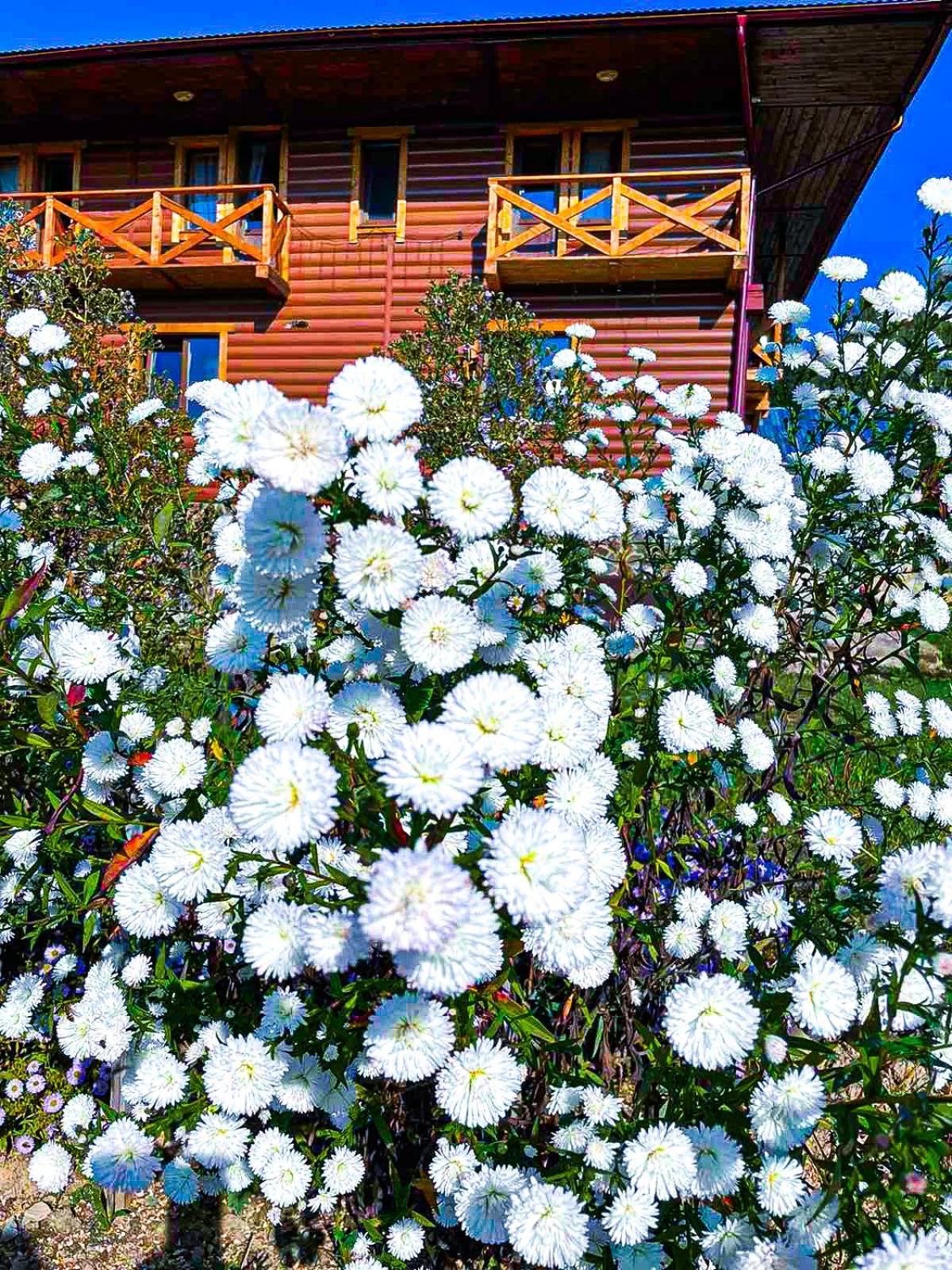 зозуля Villa Mykulychyn